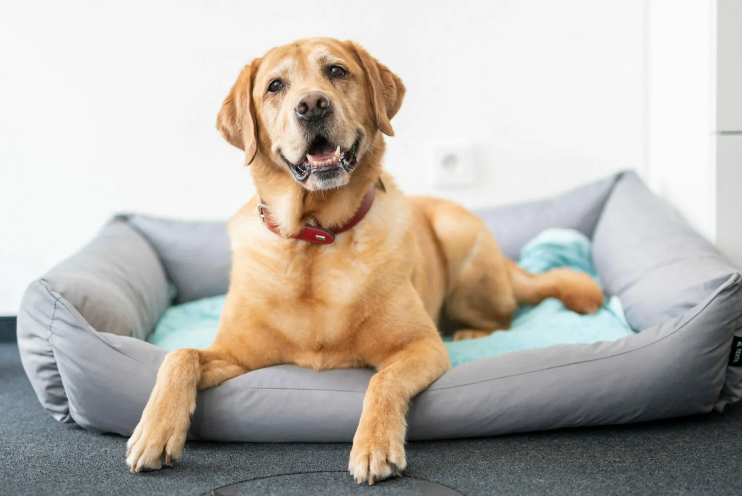 Ein goldener Labrador Retriever liegt auf einem hellblauen Kissen in einem grauen Hundebett. Der Hund trägt ein rotes Halsband und blickt in die Kamera. Im Hintergrund sind eine weiße Wand und ein dunkler Teppichboden zu sehen.