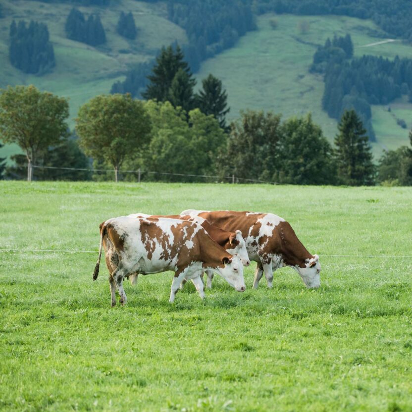 Kühe grasen auf Bergweide Kühe grasen auf Bergweide